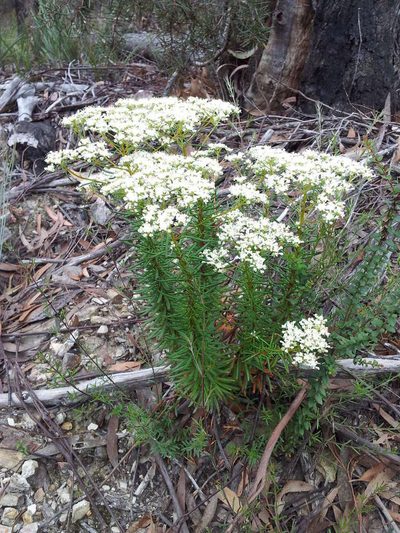 Poranthera corymbosa, photographed by Chris Lindorff