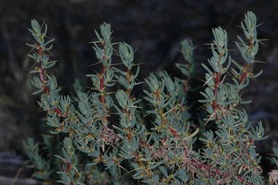 Sclerolaena tricuspis, photographed by Chris Lindorff