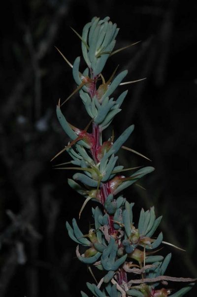 Sclerolaena tricuspis, photographed by Chris Lindorff