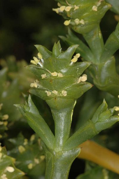 Tecticornia triandra, photographed by Chris Lindorff