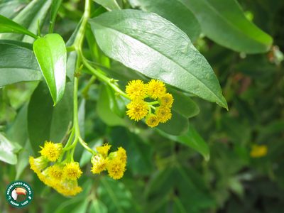 Psiadia punctulata, photographed by Diogo Luiz