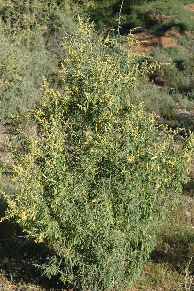 Chenopodium nitrariaceum, photographed by Chris Lindorff