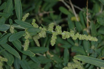 Chenopodium nitrariaceum, photographed by Chris Lindorff