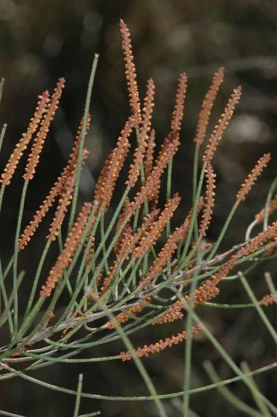 Allocasuarina paludosa, photographed by Chris Lindorff