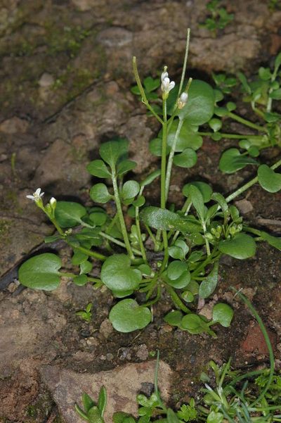 Cardamine papillata, photographed by Chris Lindorff