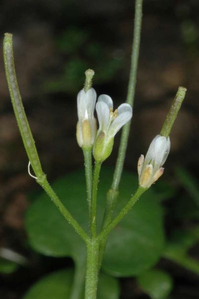 Cardamine papillata, photographed by Chris Lindorff