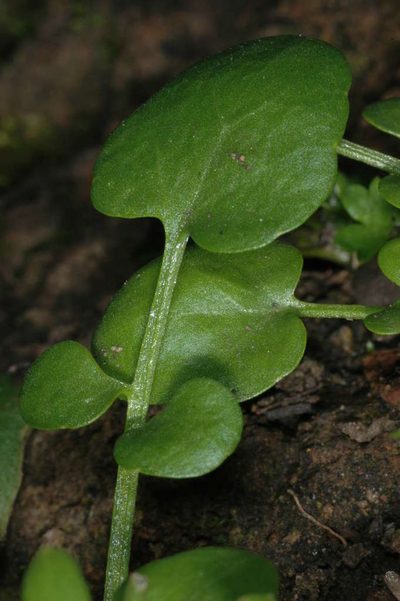 Cardamine papillata, photographed by Chris Lindorff