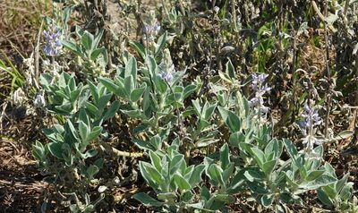 Lupinus pilosior, photographed by Claire Herzog