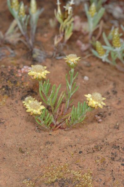 Hyalosperma semisterile, photographed by Chris Lindorff