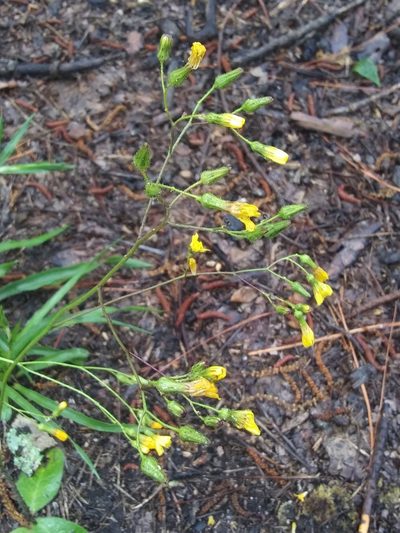 Hieracium compositum, photographed by Alpha Wolf