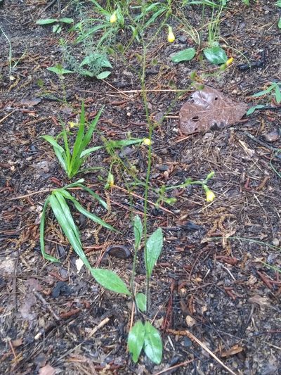 Hieracium compositum, photographed by Alpha Wolf