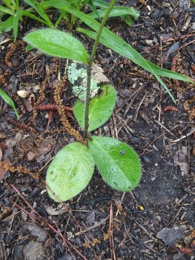Hieracium compositum, photographed by Alpha Wolf