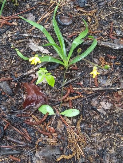 Hieracium compositum, photographed by Alpha Wolf