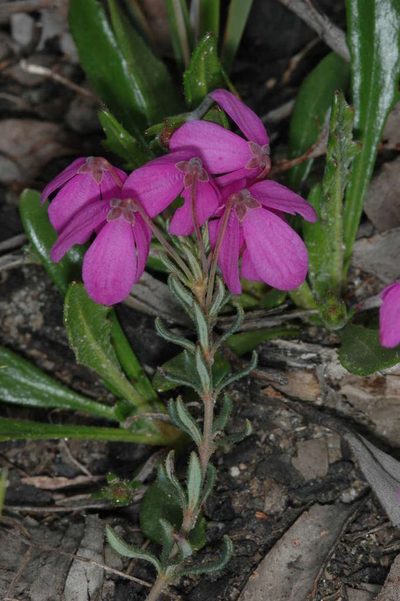 Tetratheca bauerifolia, photographed by Chris Lindorff