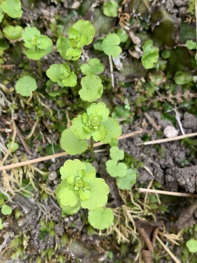 Chrysosplenium iowense, photographed by Brandon Corder