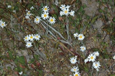 Rhodanthe corymbiflora, photographed by Chris Lindorff