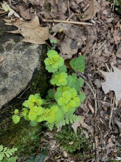 Chrysosplenium iowense, photographed by Brandon Corder
