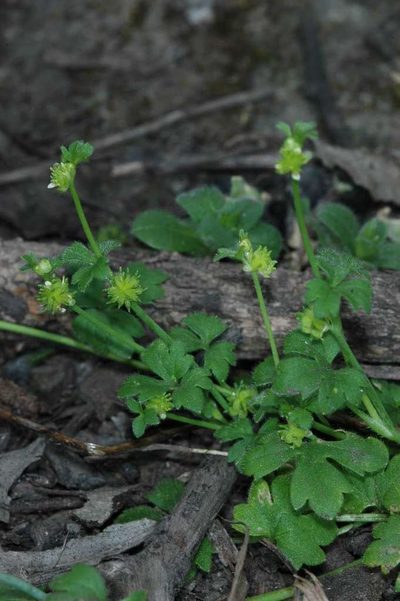 Ranunculus sessiliflorus, photographed by Chris Lindorff