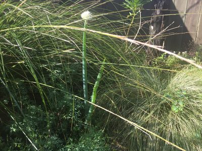 Allium fistulosum, photographed by John Flower
