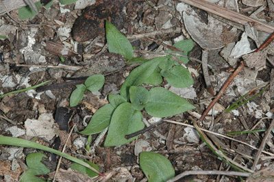 Pterostylis truncata, photographed by Chris Lindorff