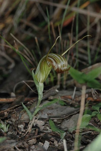 Pterostylis truncata, photographed by Chris Lindorff