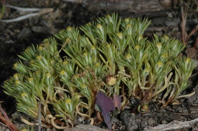 Pogonolepis muelleriana, photographed by Chris Lindorff