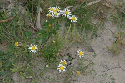 Brachyscome lineariloba, photographed by Chris Lindorff