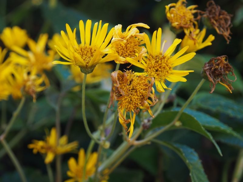 Jessea multivenia, photographed by Lena Struwe