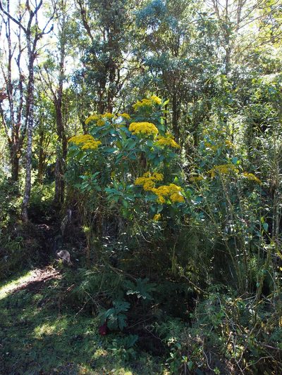 Jessea multivenia, photographed by Lena Struwe