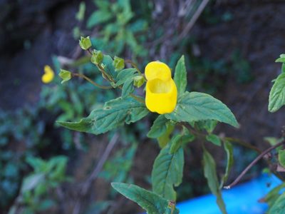 Calceolaria irazuensis, photographed by Lena Struwe