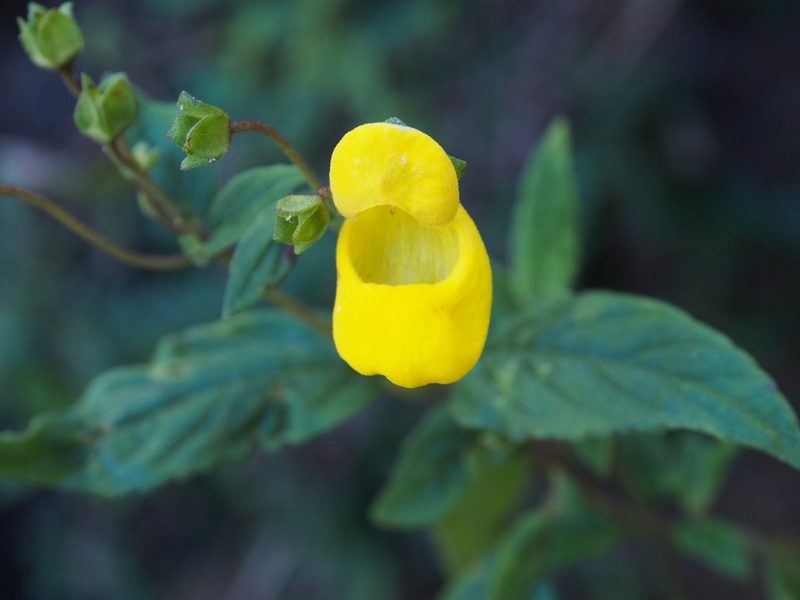 Calceolaria irazuensis, photographed by Lena Struwe