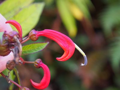 Centropogon valerii, photographed by Lena Struwe
