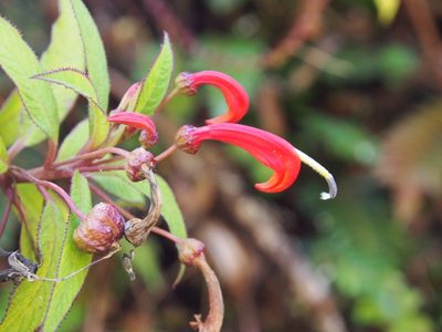 Centropogon valerii, photographed by Lena Struwe