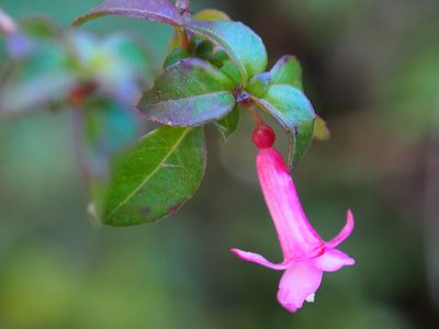 Fuchsia microphylla, photographed by Lena Struwe