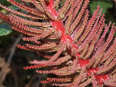 Gunnera talamancana, photographed by Lena Struwe