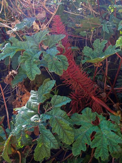 Gunnera talamancana, photographed by Lena Struwe