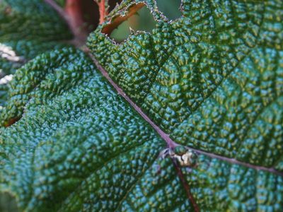 Gunnera talamancana, photographed by Lena Struwe