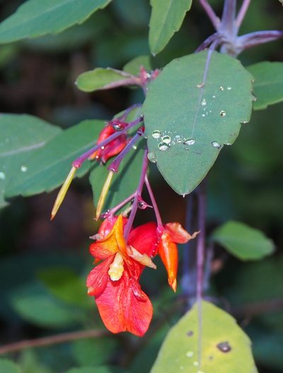 Impatiens turrialbana, photographed by Lena Struwe