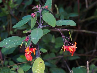 Impatiens turrialbana, photographed by Lena Struwe