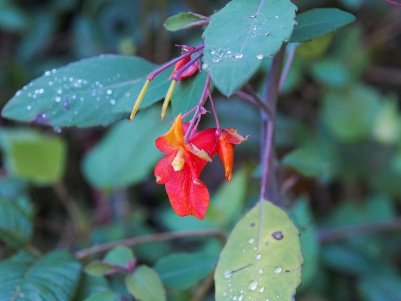 Impatiens turrialbana, photographed by Lena Struwe