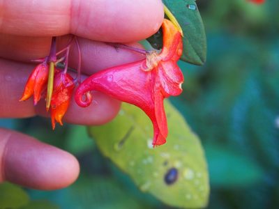 Impatiens turrialbana, photographed by Lena Struwe