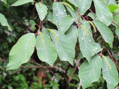 Neoshirakia japonica, photographed by Marco Mussita
