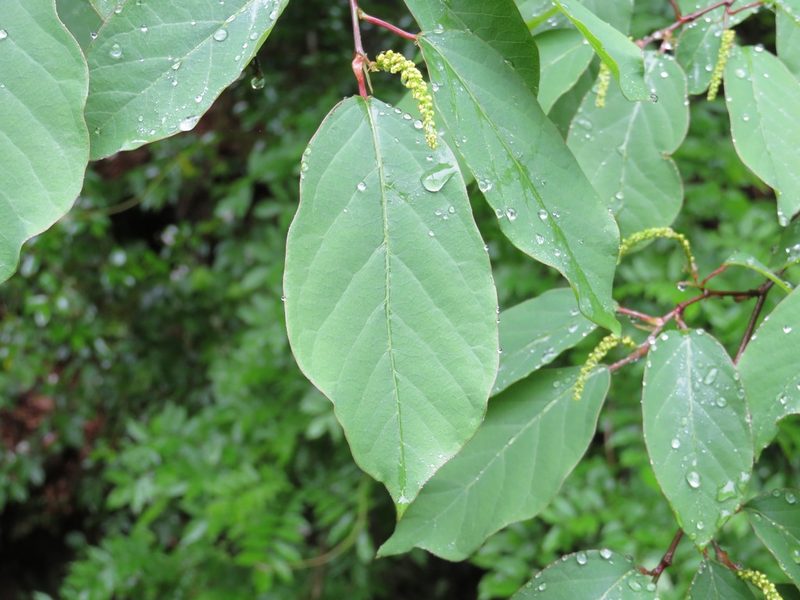 Neoshirakia japonica, photographed by Marco Mussita