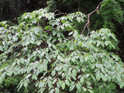 Neoshirakia japonica, photographed by Marco Mussita