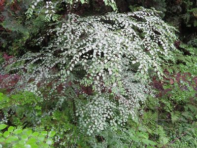 Cercidiphyllum japonicum, photographed by Marco Mussita
