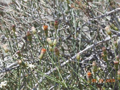 Adenophyllum porophylloides, photographed by Diana
