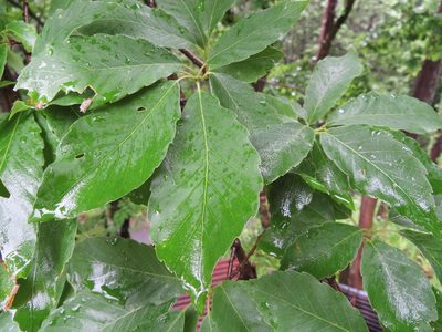 Quercus serrata, photographed by Marco Mussita