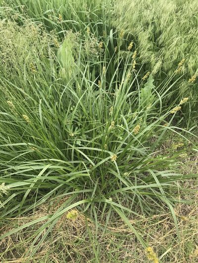 Carex gravida, photographed by Ryan Donnelly