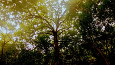 Quercus polymorpha, photographed by Liliana Ramírez-Freire