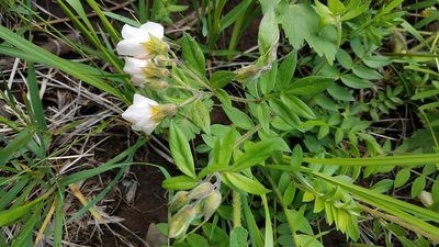 Polemonium carneum, photographed by Alan Rockefeller